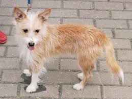 犬を家族に迎える前に